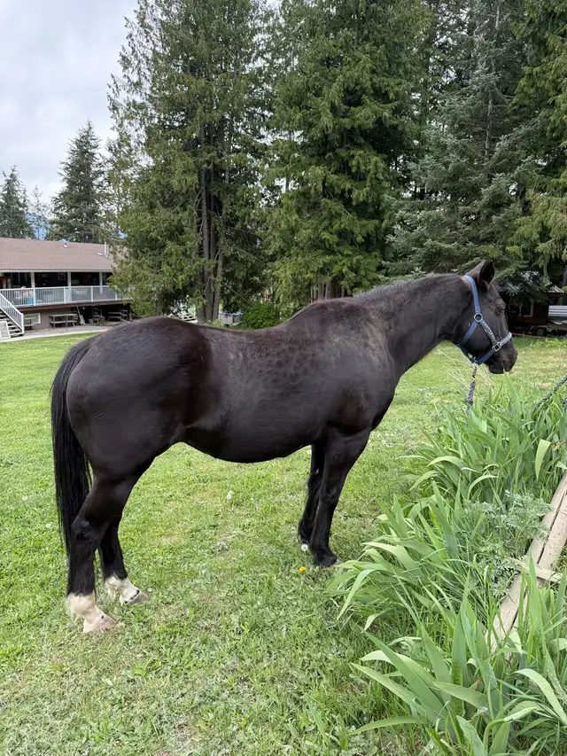 20 year old mare