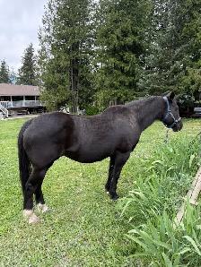 20 year old mare