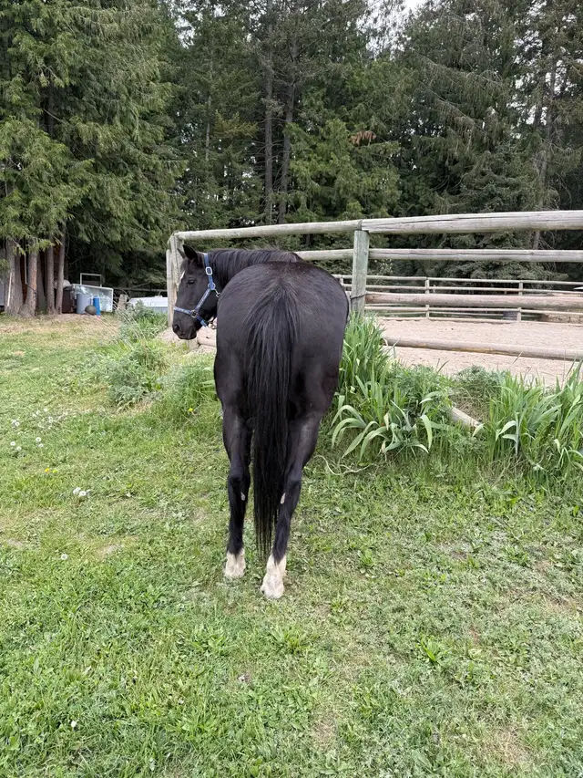 20 year old mare - Photo 2