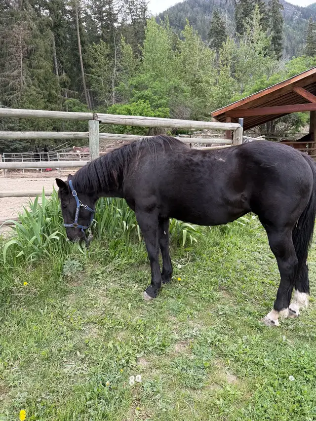 20 year old mare - Photo 3