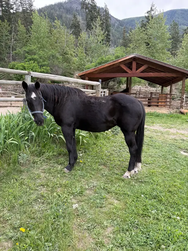 20 year old mare - Photo 4
