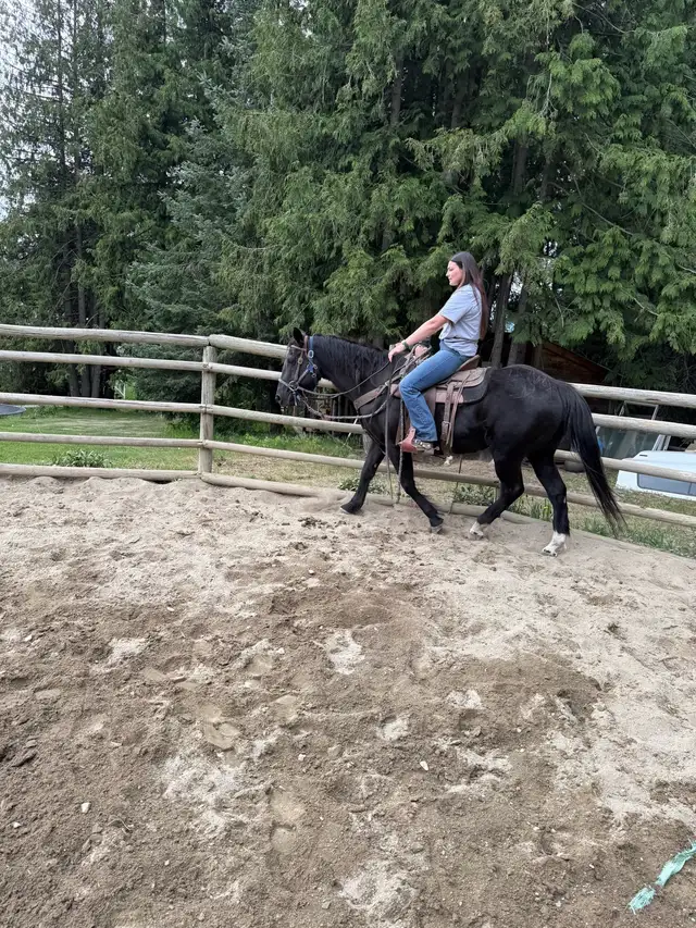20 year old mare - Photo 5
