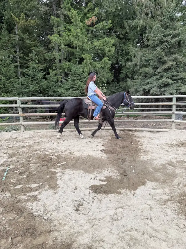 20 year old mare - Photo 7