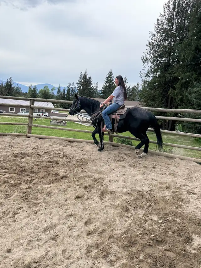 20 year old mare - Photo 8