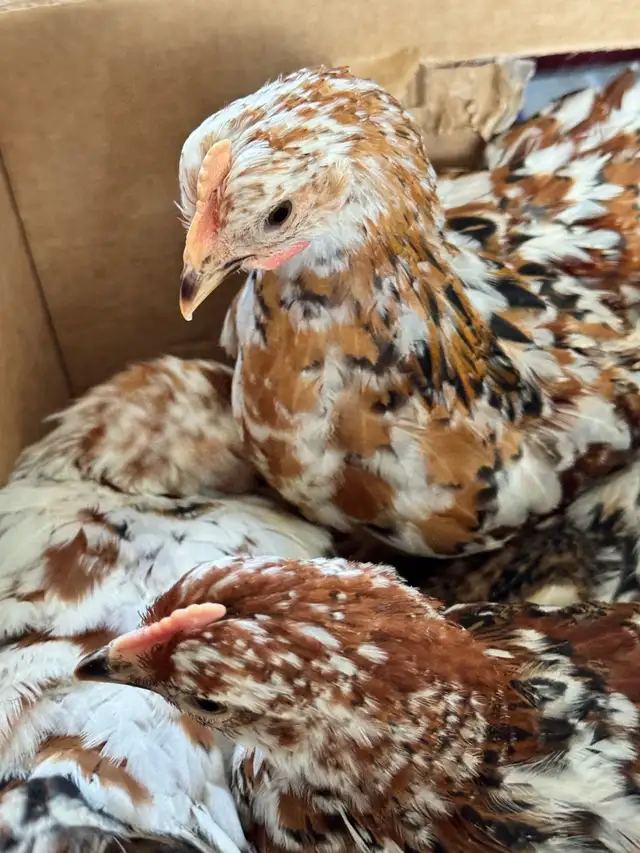 SWEDISH FLOWER HENS PULLETS