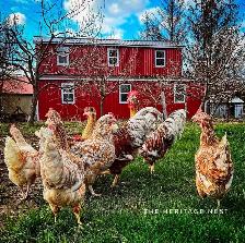 SWEDISH FLOWER HENS PULLETS - Photo 7
