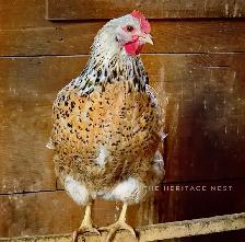 SWEDISH FLOWER HENS PULLETS - Photo 9