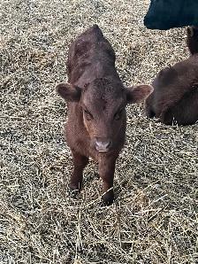 Beef cows for sale