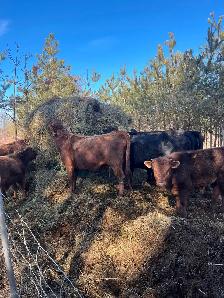 Beef cows for sale - Photo 2