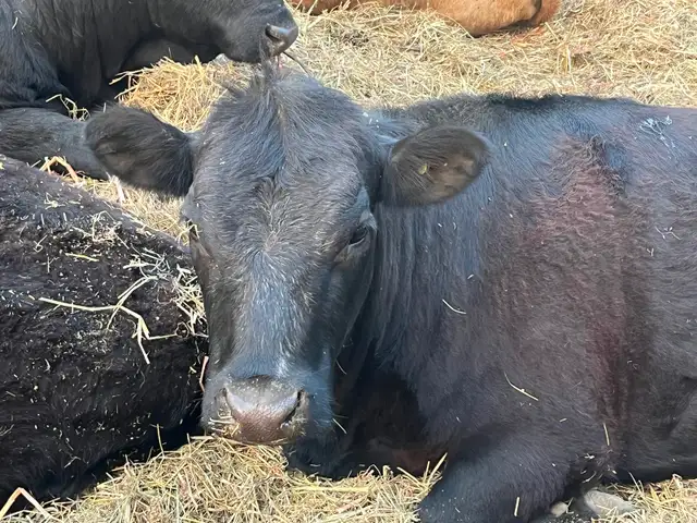 Beef cows for sale - Photo 4