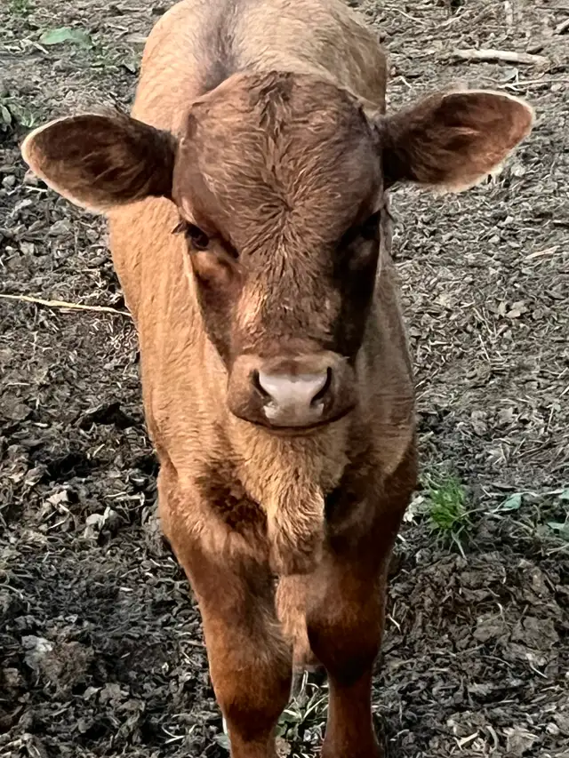 Beef cows for sale - Photo 5