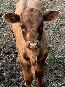 Beef cows for sale - Photo 5