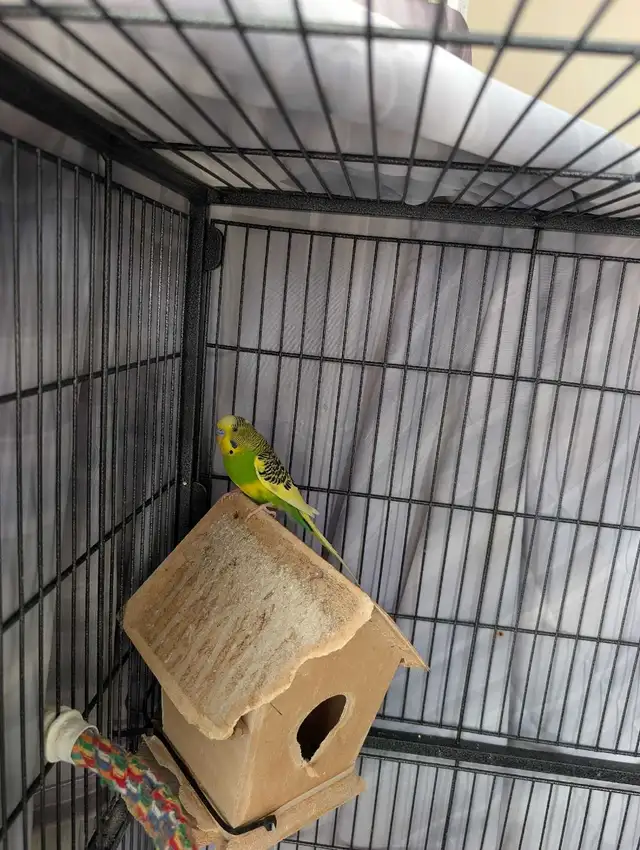 Lovely Birrd - Photo 2
