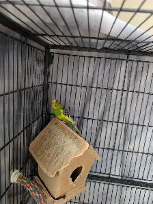 Lovely Birrd - Photo 2