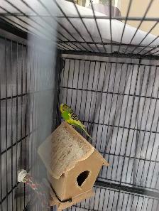 Lovely Birrd - Photo 3