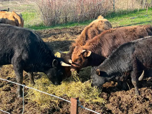 Beef cows for sale