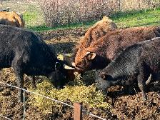 Beef cows for sale