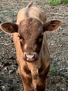 Beef cows for sale