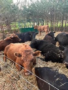 Beef cows for sale - Photo 4