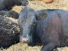 Beef cows for sale