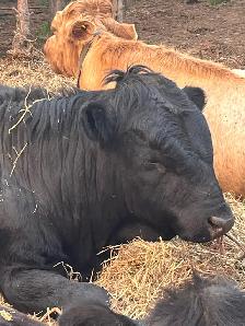 Beef cows for sale