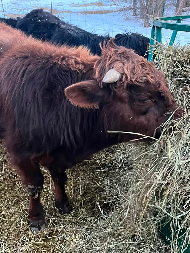 Beef cows for sale - Photo 4