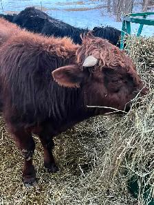 Beef cows for sale - Photo 4