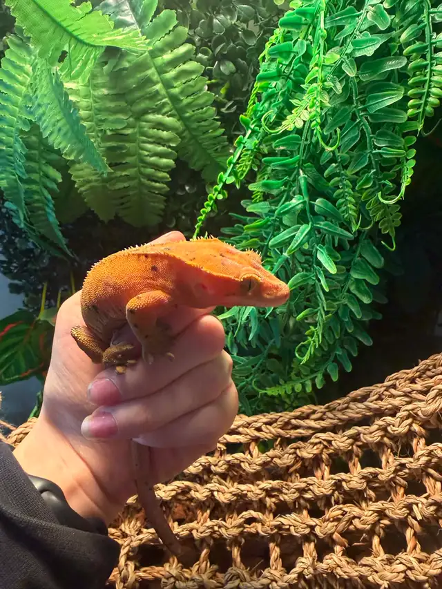 lézard  Gecko crête