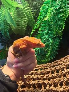 lézard  Gecko crête