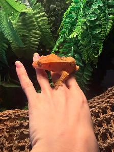 lézard  Gecko crête - Photo 2