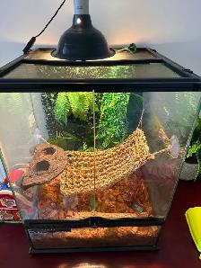 lézard  Gecko crête - Photo 3