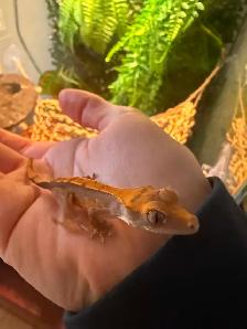 lézard  Gecko crête - Photo 5