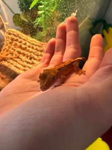 lézard  Gecko crête - Photo 6