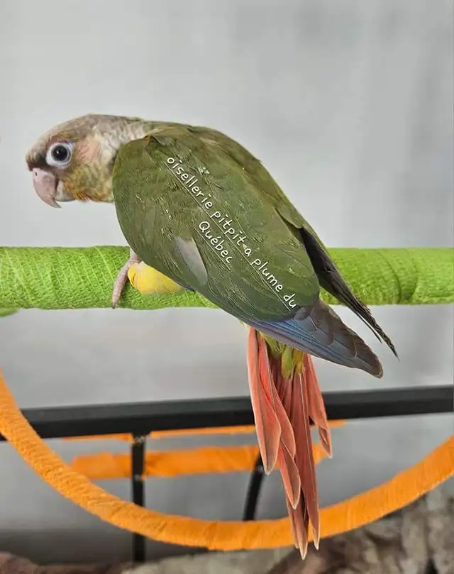 Oiseaux conure - Photo 2