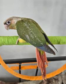 Oiseaux conure - Photo 2