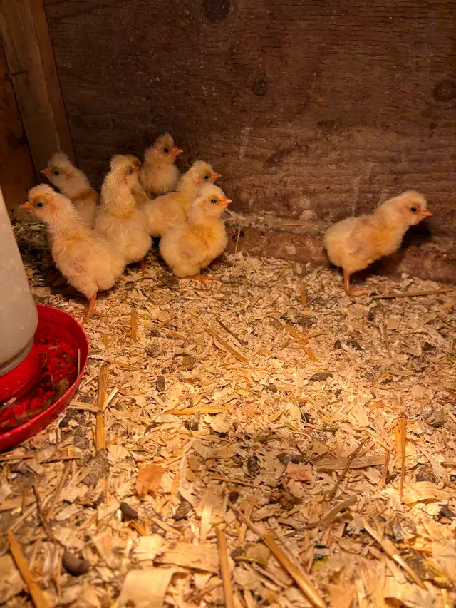 Buff laced polish chicks