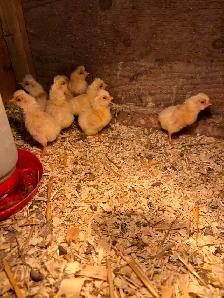 Buff laced polish chicks