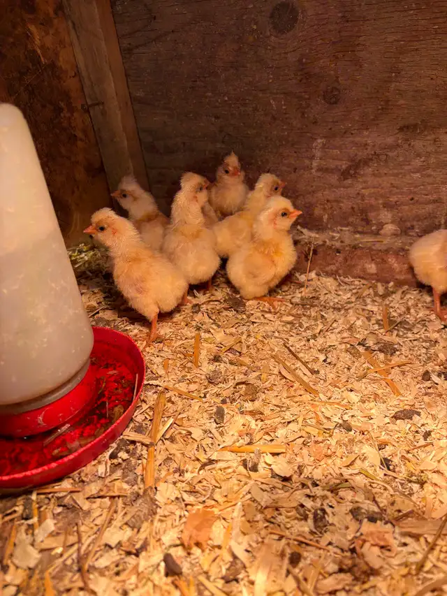 Buff laced polish chicks - Photo 2