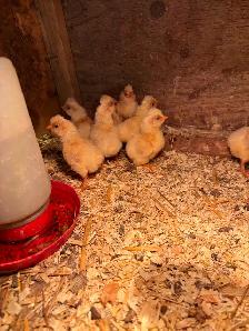 Buff laced polish chicks - Photo 2