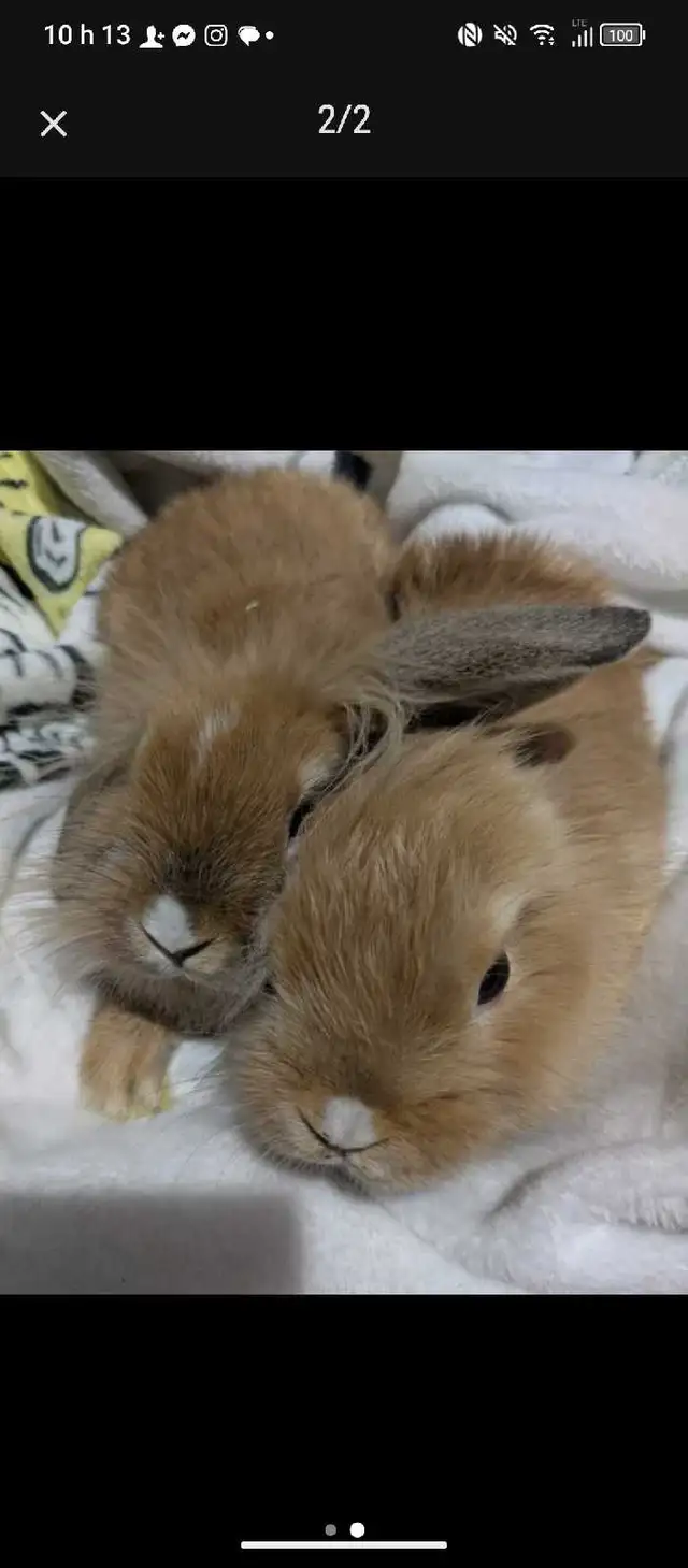 lapin bélier