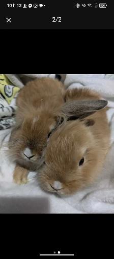 lapin bélier