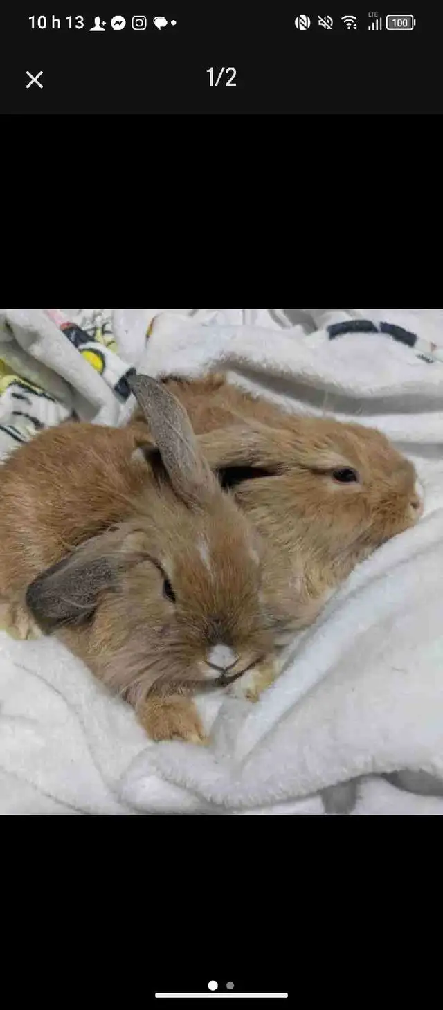 lapin bélier - Photo 2