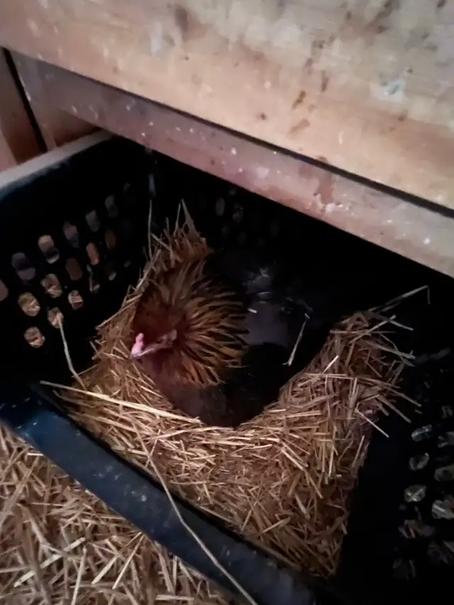 2 young broody chicken hens