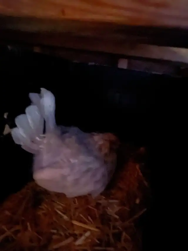 2 young broody chicken hens - Photo 2