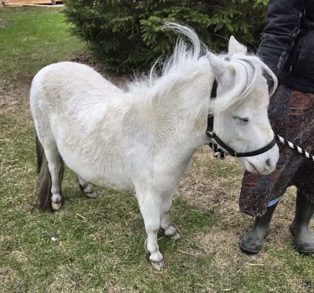 Friendly Mini Mare