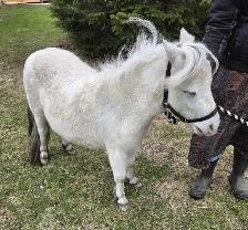 Friendly Mini Mare
