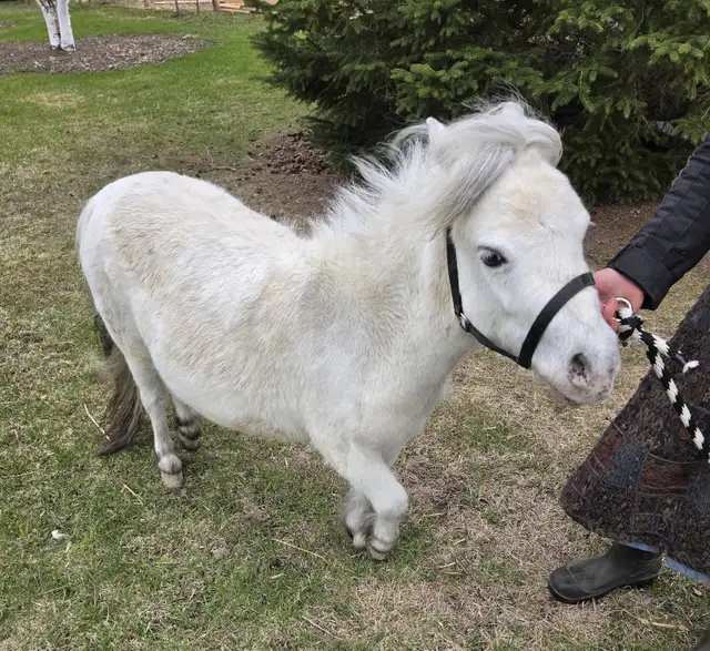 Friendly Mini Mare - Photo 2