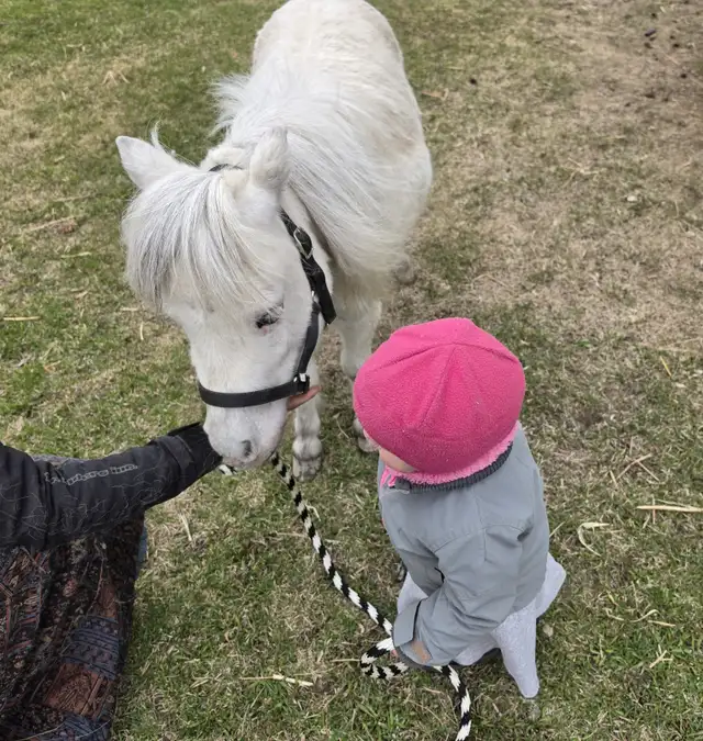 Friendly Mini Mare - Photo 3