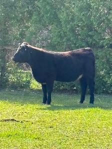 Shorthorn/black angus cross heifer