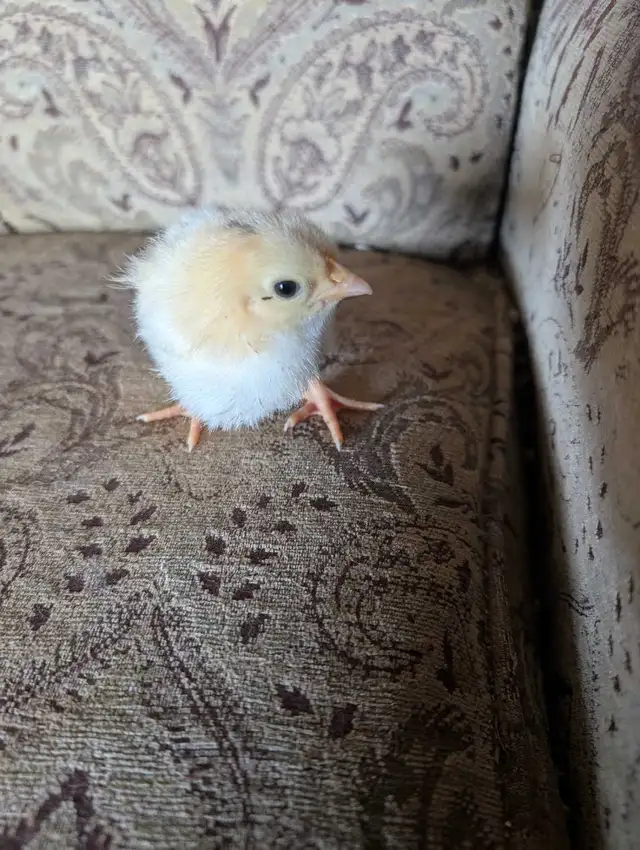 day old chicks